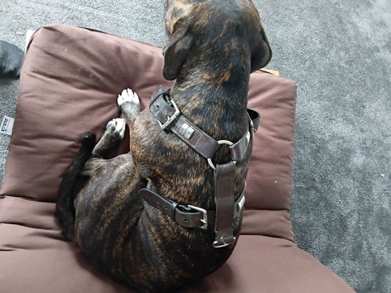 Beautifull  leather dog harness