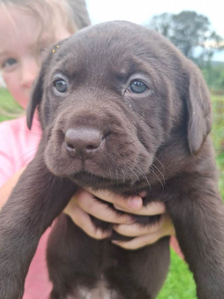 Chocolate Labrador Pups for sale 