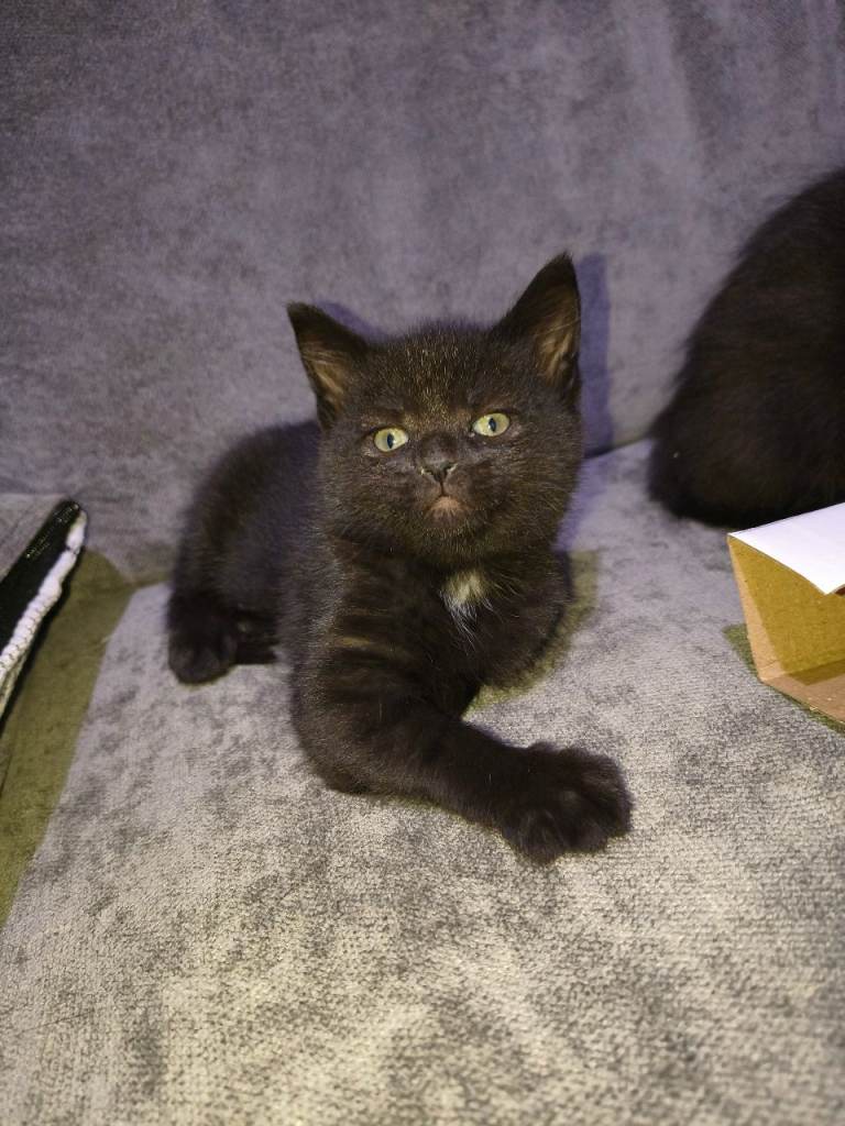 Black female kitten 