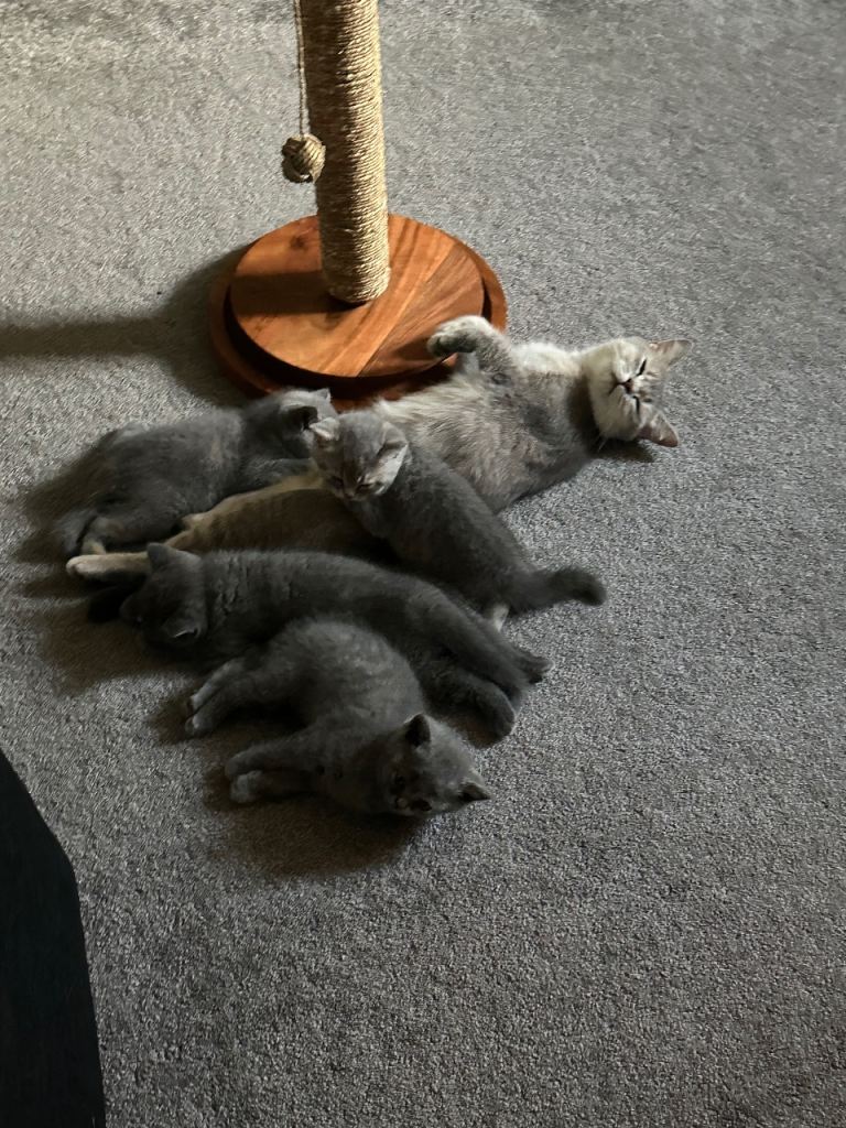 2 males BSH kittens