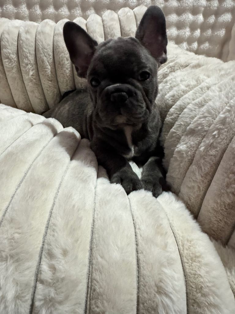 French bulldog puppy