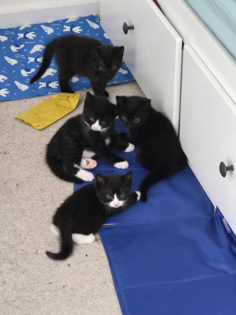 2 kittens for sale