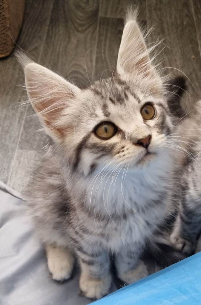 Reduced GCCF black/silver maine coons 