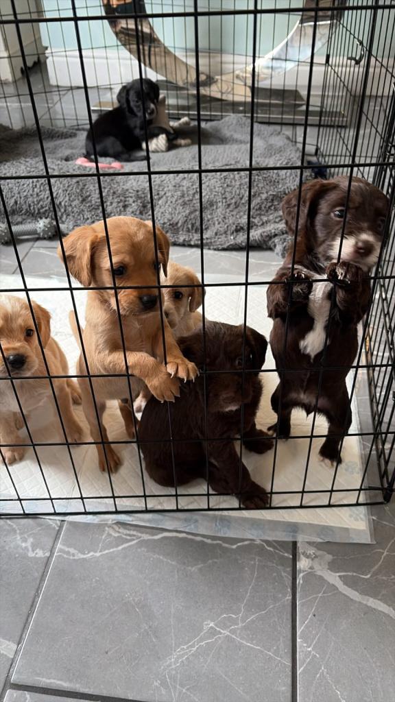 Labradoodle puppies for sale