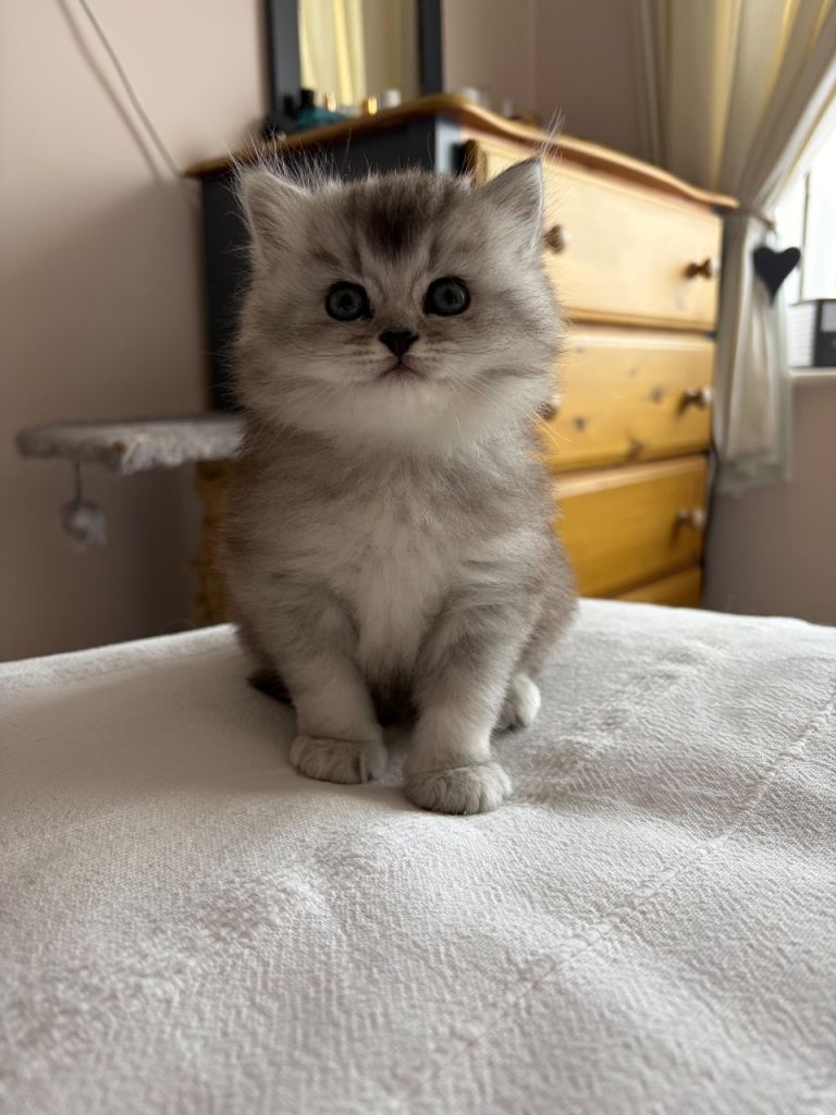 Male silver tipped British longhair x