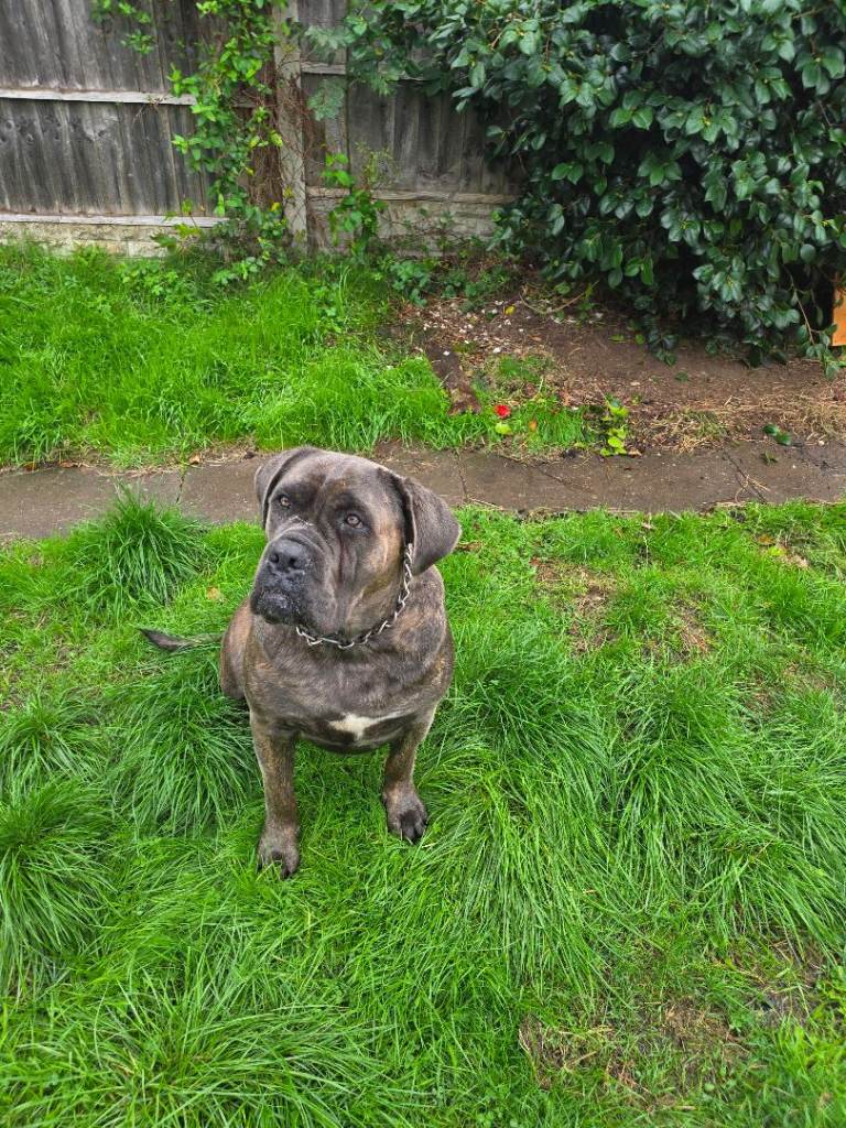 Presa Canario dog