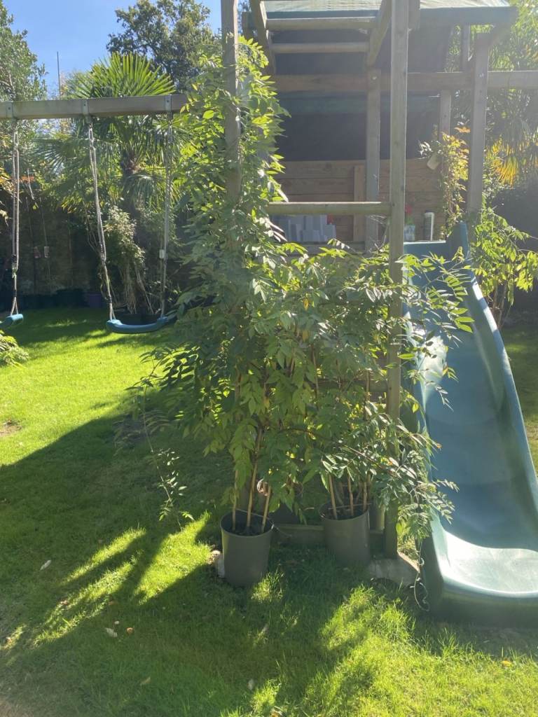 Really Need Gone ASAP. Wisterias have about 17 to choose from. Great Selection. All in Bud