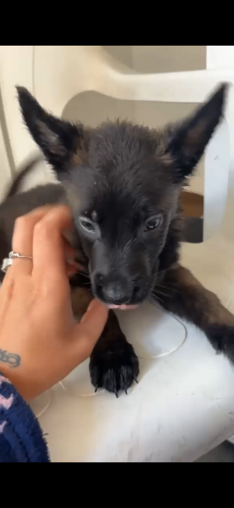 Black male Belgian Malinois 