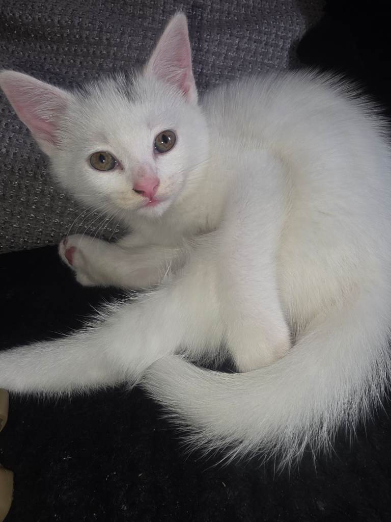 Kitten absolutely atunning 