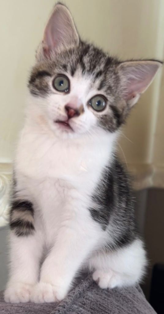 Beautiful kittens 3 females ready for there new homes