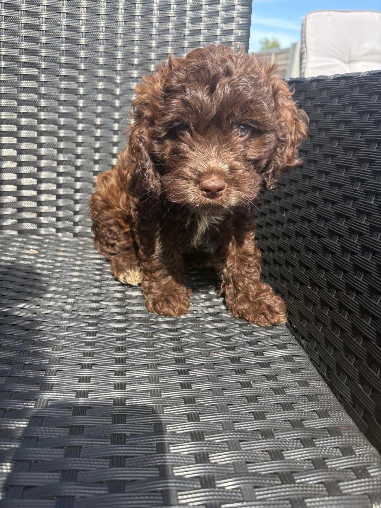 Cockapoo puppies