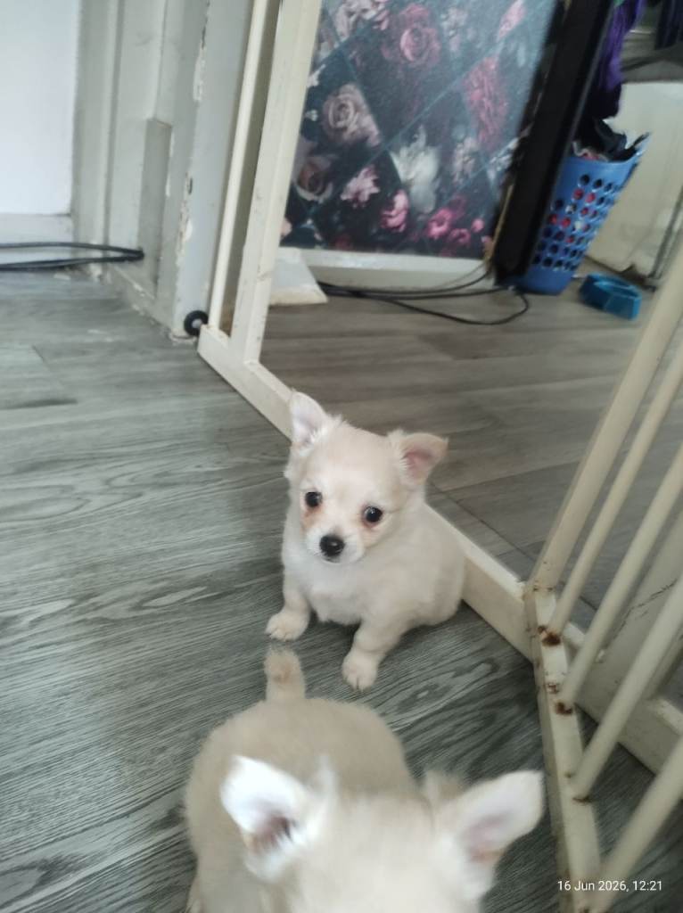 Chihuahua x Pomeranian 
