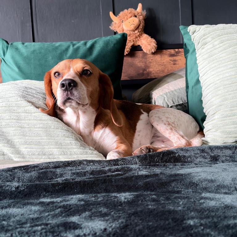 5 year old Beagle female