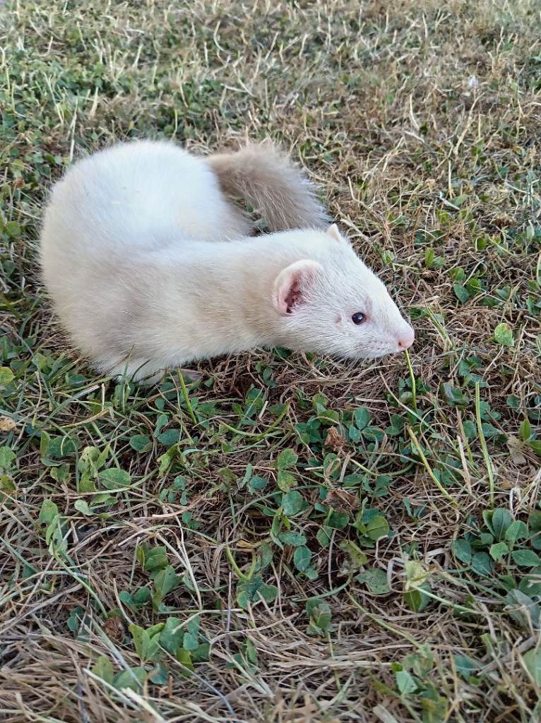 Ferret kit
