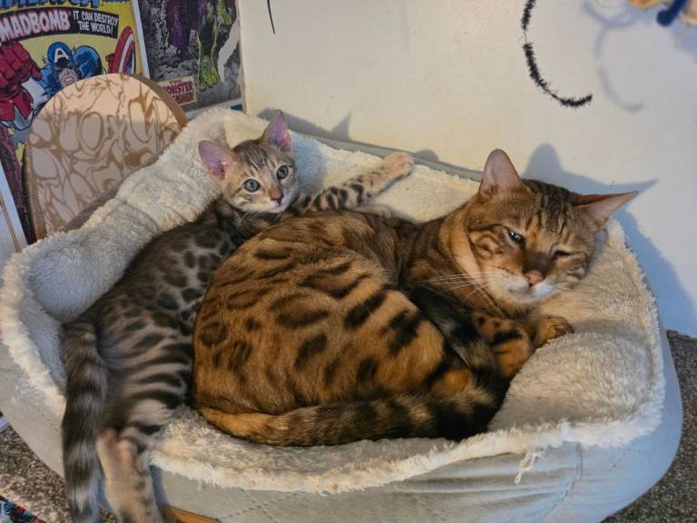 🐆❤️ Beautiful Bengal Boy Looking for His Forever Home! ❤️🐆