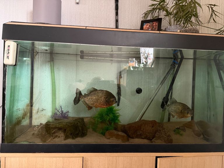 2X Red Bellied Piranhas + Tank