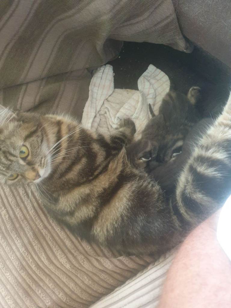 3 Kittens can leave now !