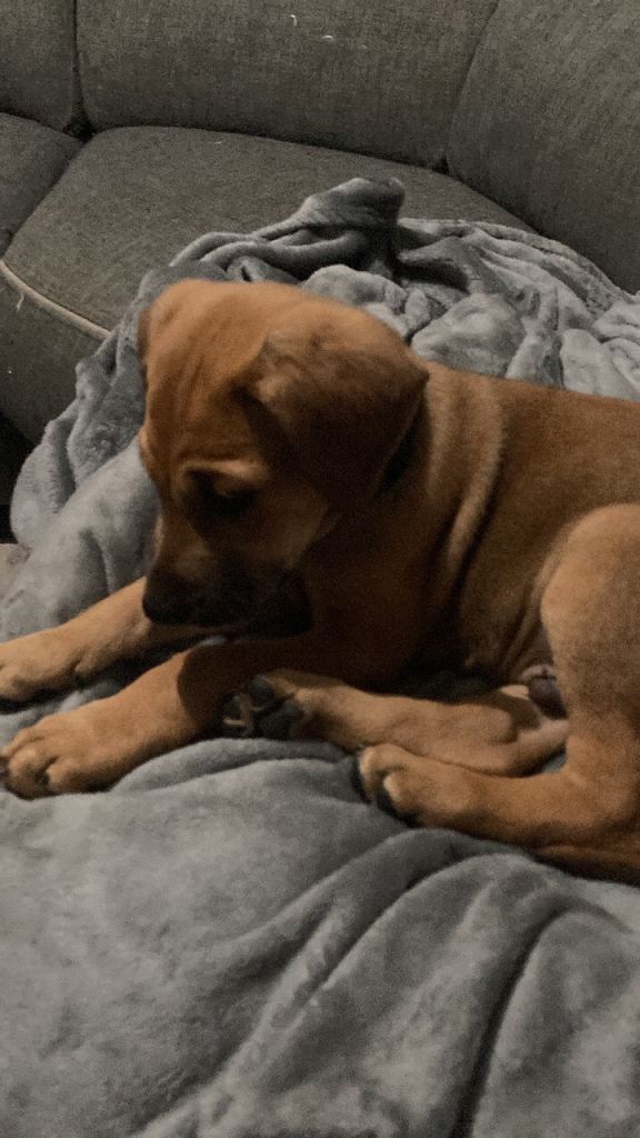 Cane Corso X Doberman puppy 