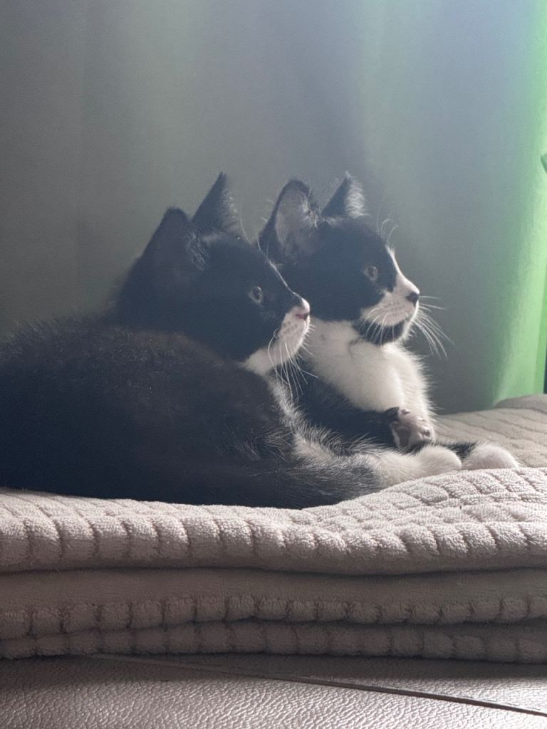 Two kittens female 