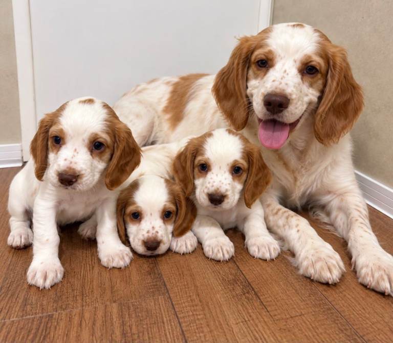 Cocker spaniel puppies
