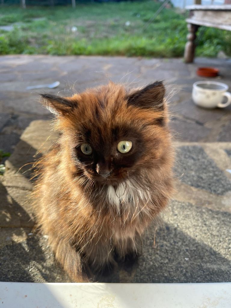 Kitten 