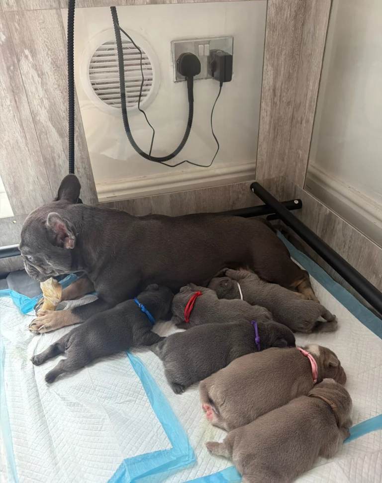 Adorable French Bulldog Puppies – Ready for New Homes