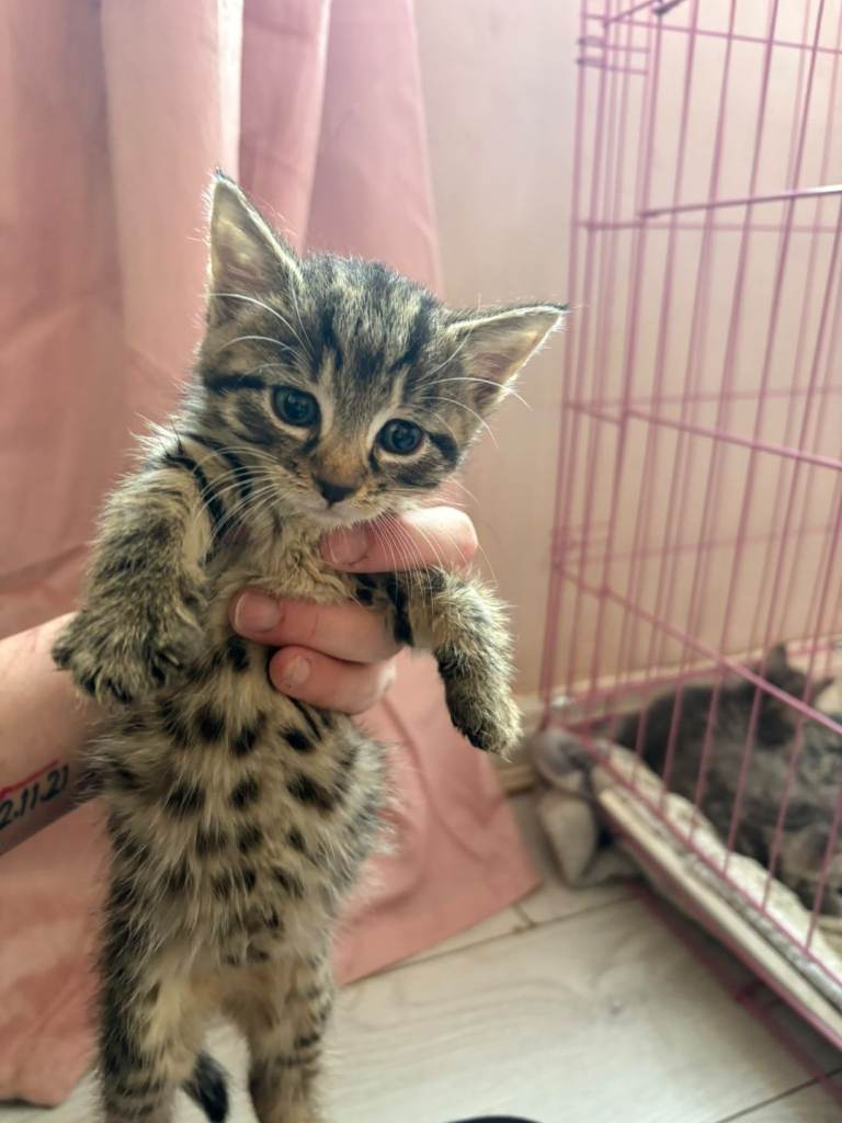 Fluffy kittens 