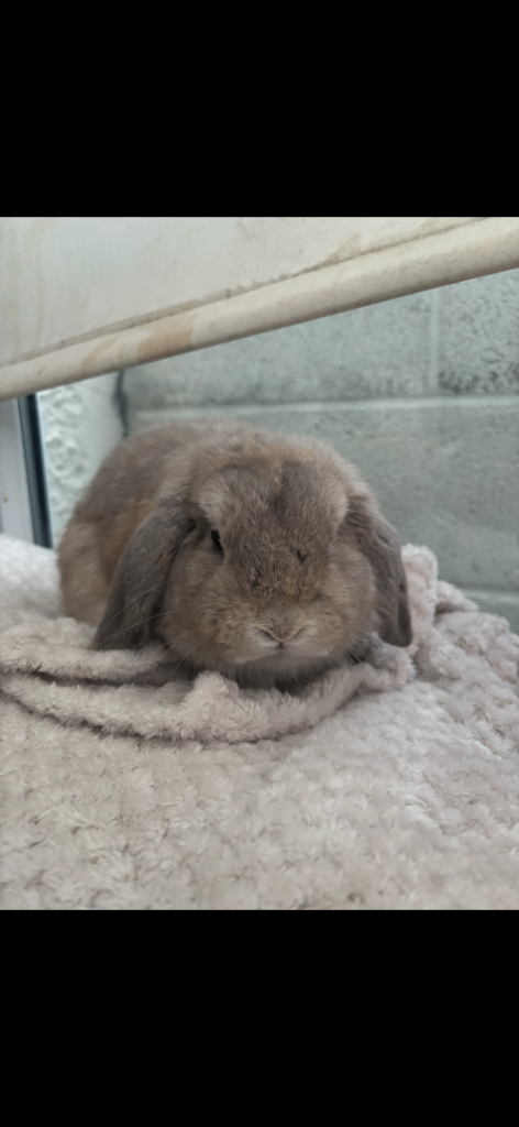 Mini lop