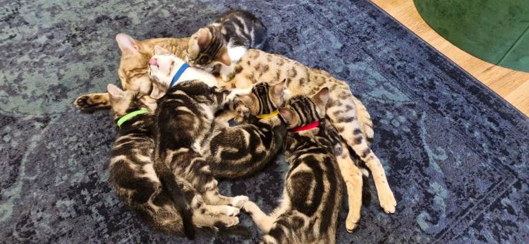 Bengal mix kittens for sale 