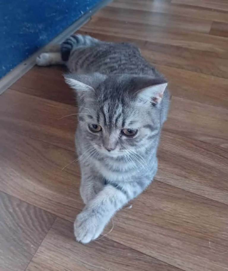 British shorthair seeks new home 