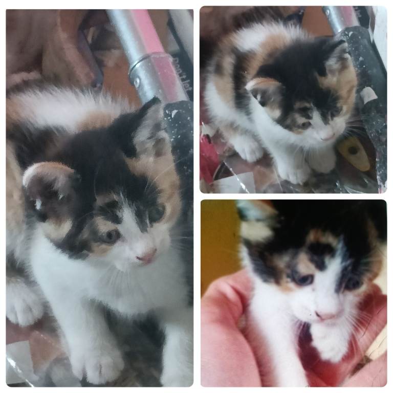 Adorable kittens for homing 