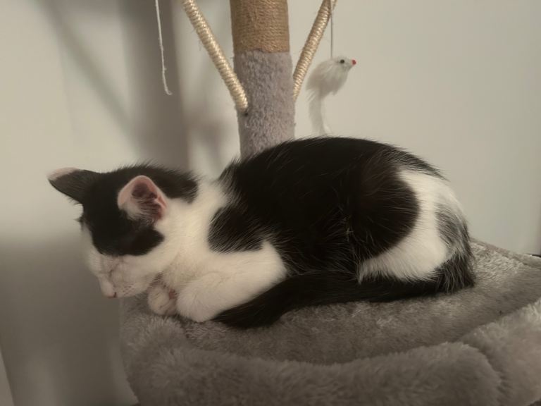 Boy and girl kitten