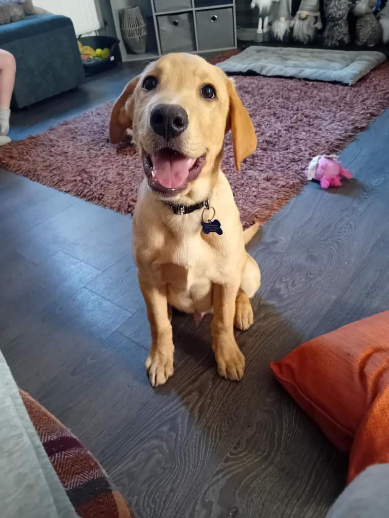 20 week male labrador puppy. 