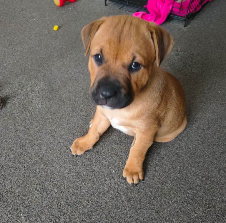 11 week old female puppy 