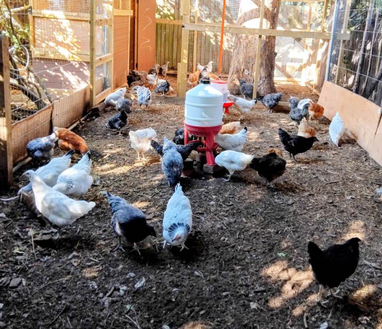 Mixed flock of healthy chickens for sale