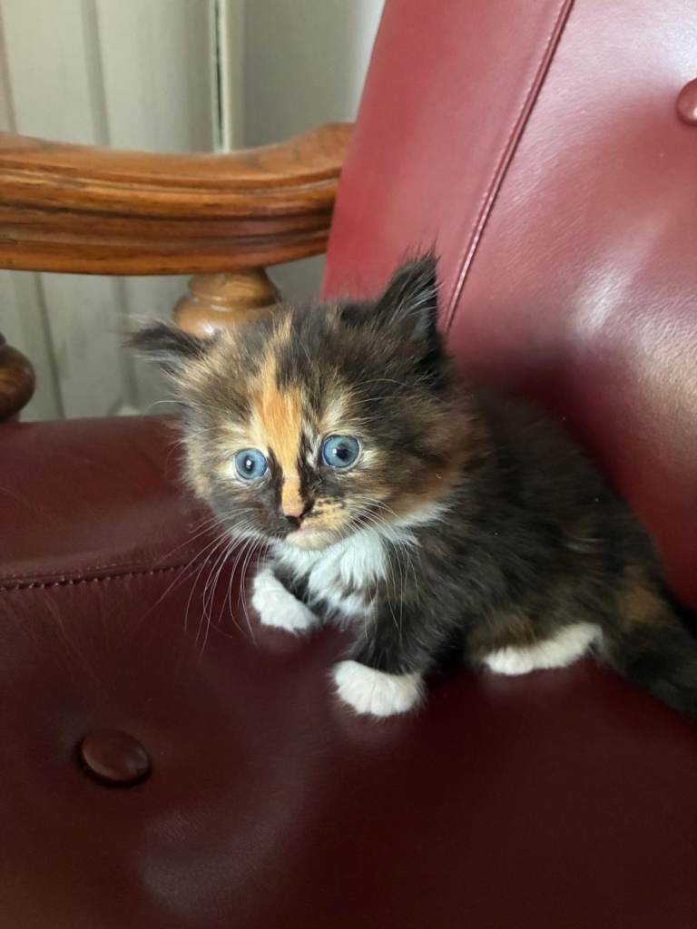 Kittens for sale