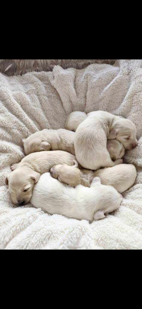 KC REG miniature dachshund cream amd cream pied 