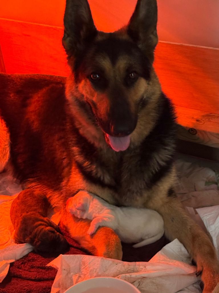 Beautiful German Shepard puppies !! 