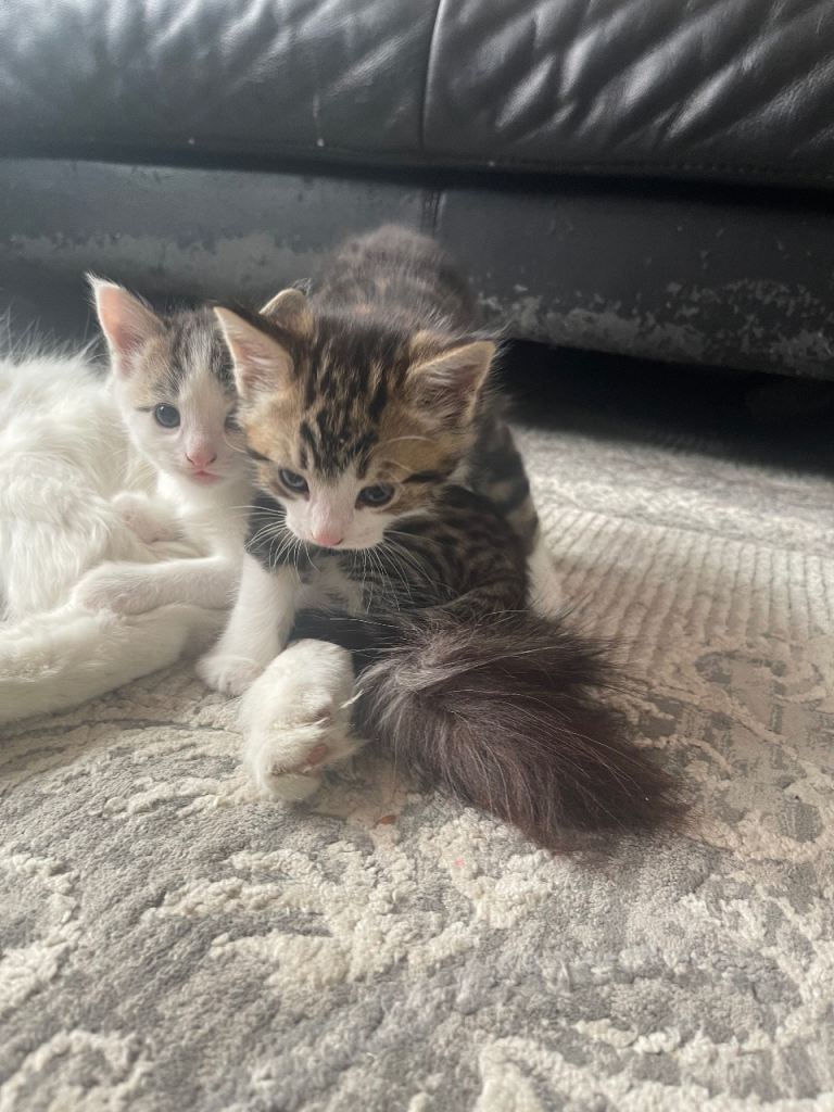 Kittens