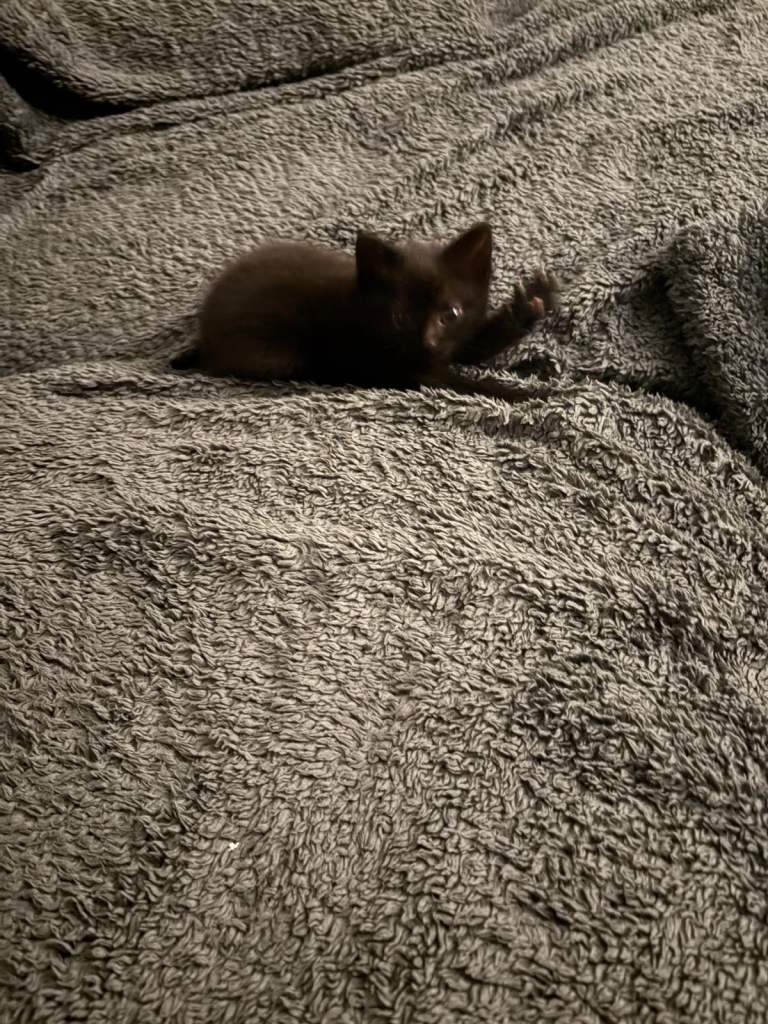 Kittens 