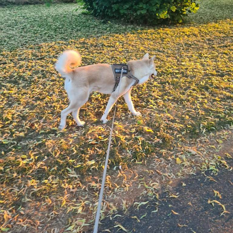2yr old Entire Male Huskita
