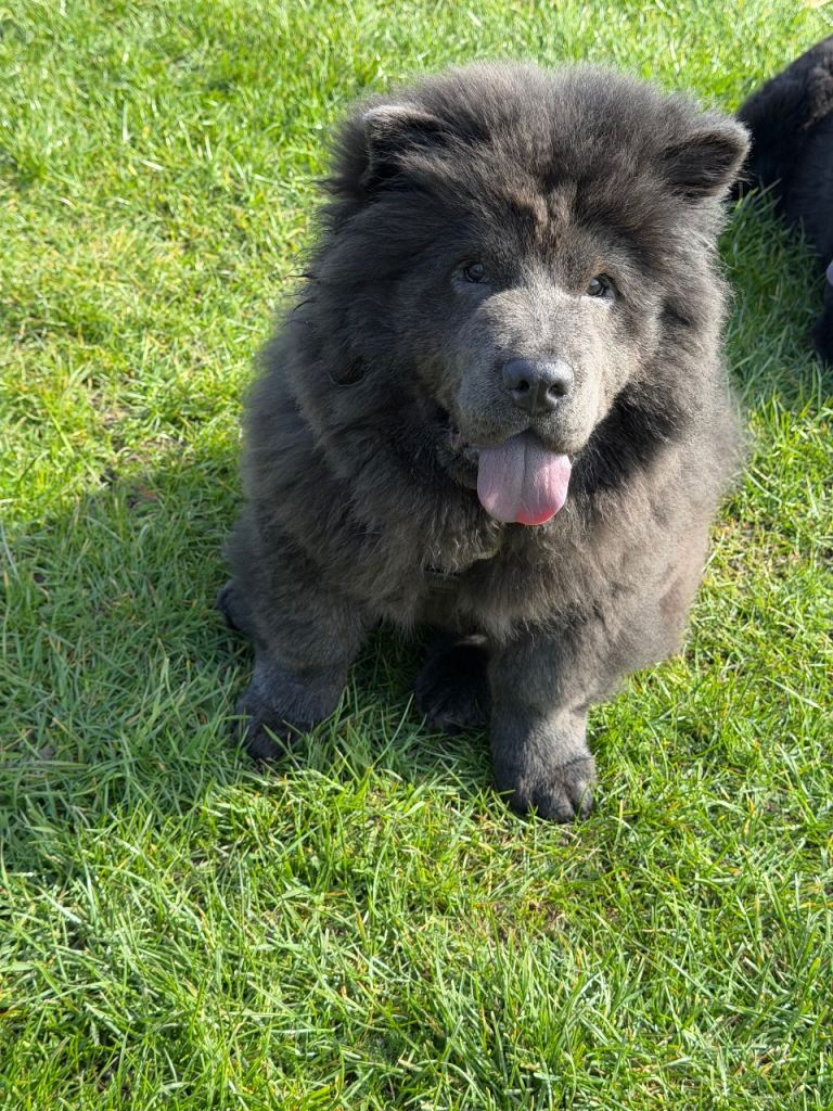 Blue chow chow 