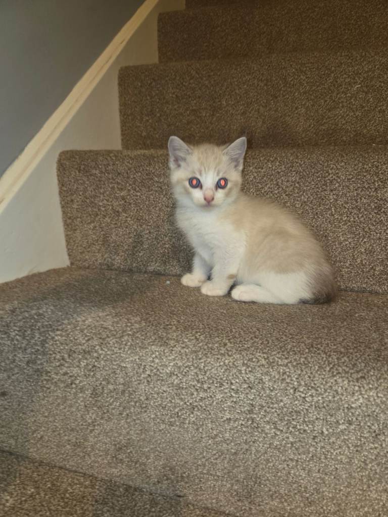 Ragdoll kittens 