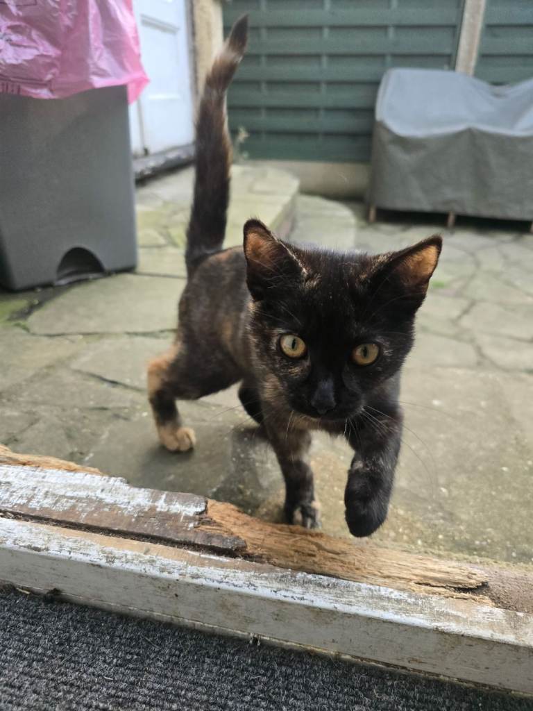 Black and ginger mixed kitten