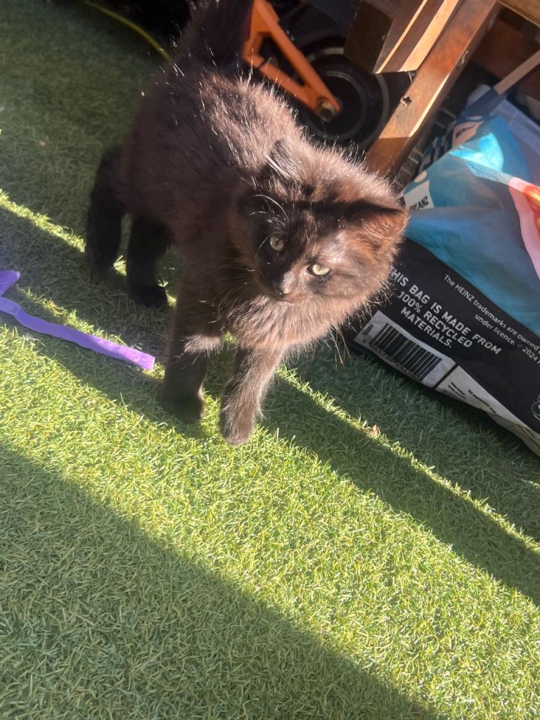 Mixed breed Domestic white short haired/ black long haired  kitten/cat 
