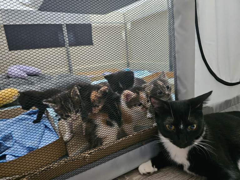 🐾 Adorable Kittens for Sale – Loving Homes Wanted 🐾