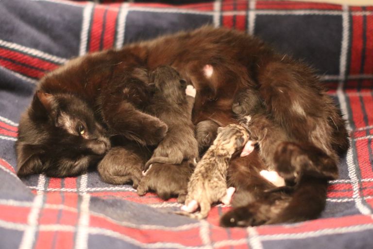 Beautiful Kittens Looking For Homes