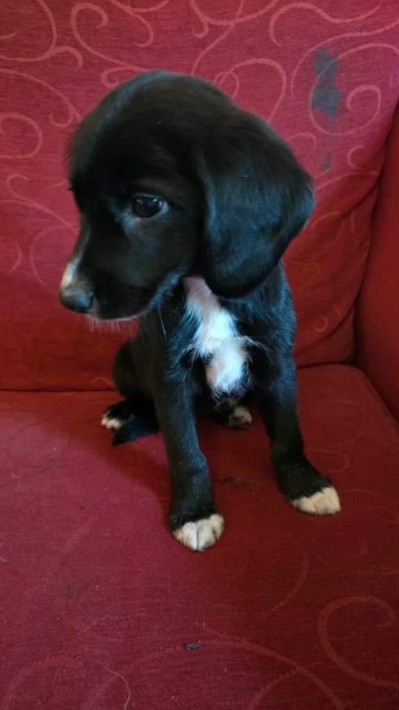 Cocker spaniel x German Shepherd puppies 