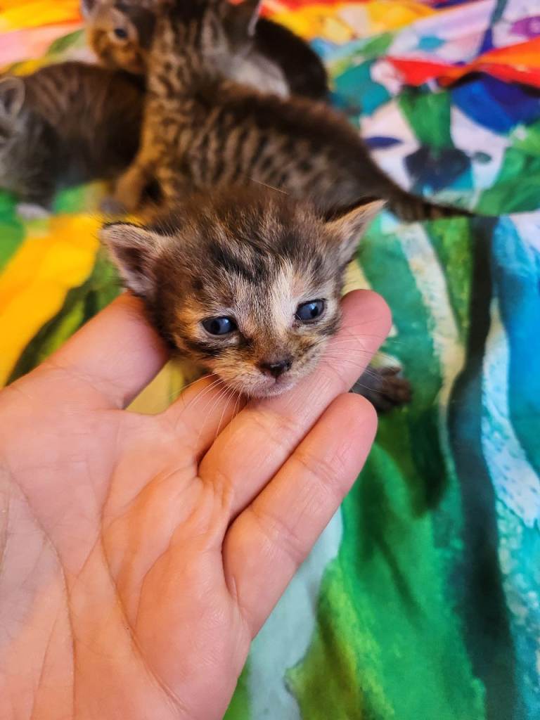 Mix-syberian-british shorthairs kittens 
