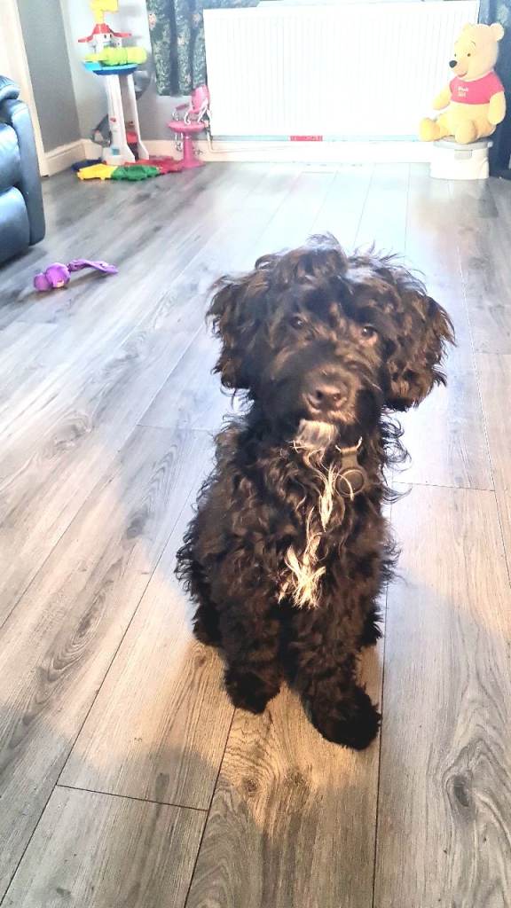 7 month old sproodle looking for forever home